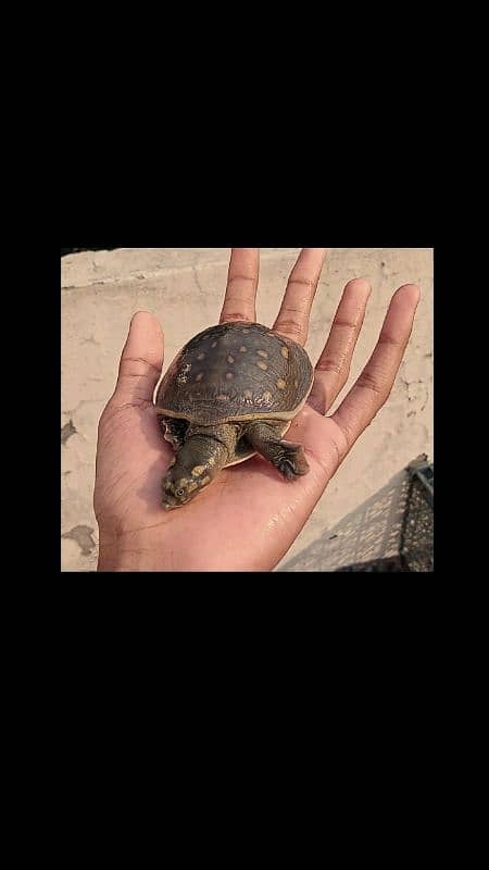 Female Turtle "Pebbles" Looking for a New Home! 3