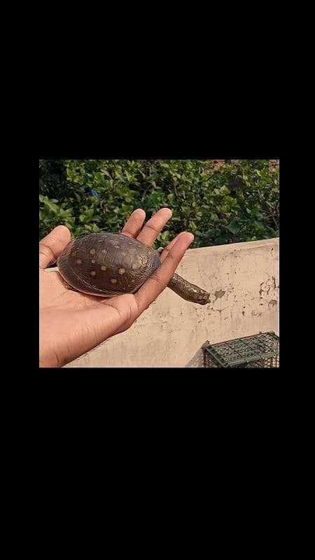 Female Turtle "Pebbles" Looking for a New Home! 4