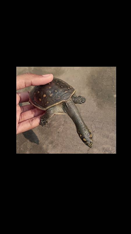 Female Turtle "Pebbles" Looking for a New Home! 5