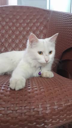 Cat For sale 8 moth age Female Price 7000