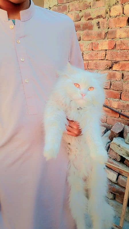 Persian stud male for sale with litter box and passport 4