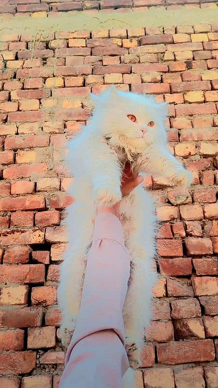 Persian stud male for sale with litter box and passport 5