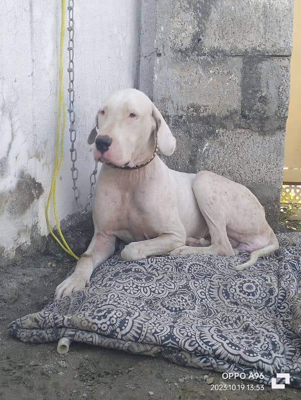 old blood line bully breeder female 2