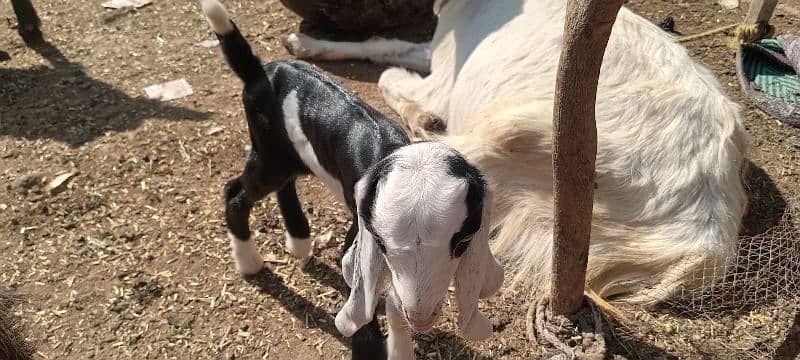 ablauk print male female pair pink nose white esyes 0