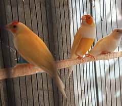 Lady gouldian pathey available