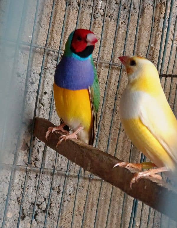 Lady gouldian pathey available 2