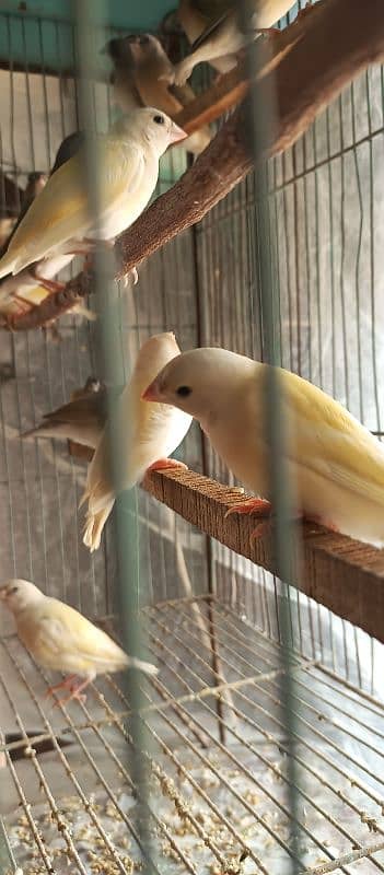 Lady gouldian pathey available 3