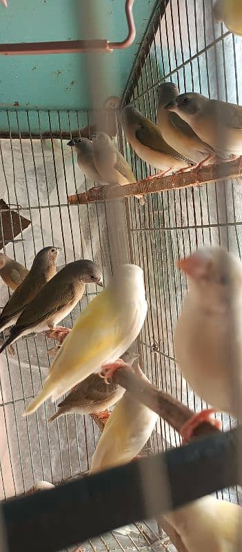 Lady gouldian pathey available 4