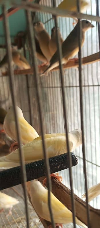 Lady gouldian pathey available 5