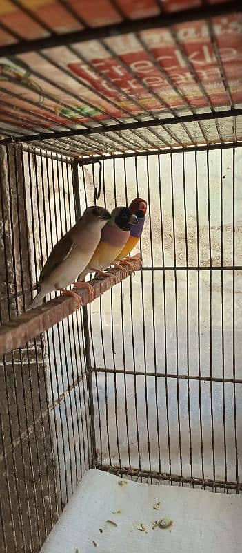 Lady gouldian pathey available 6