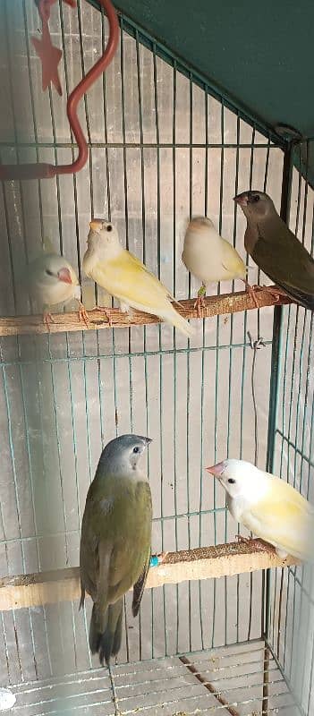 Lady gouldian pathey available 7