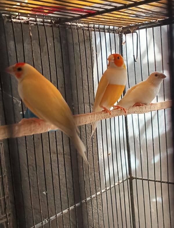 Lady gouldian pathey available 9