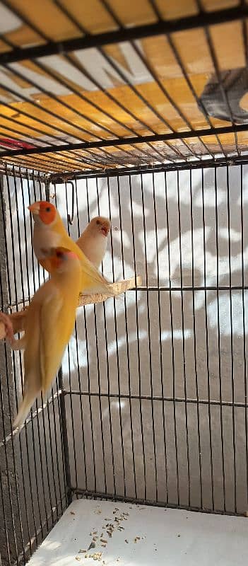 Lady gouldian pathey available 11