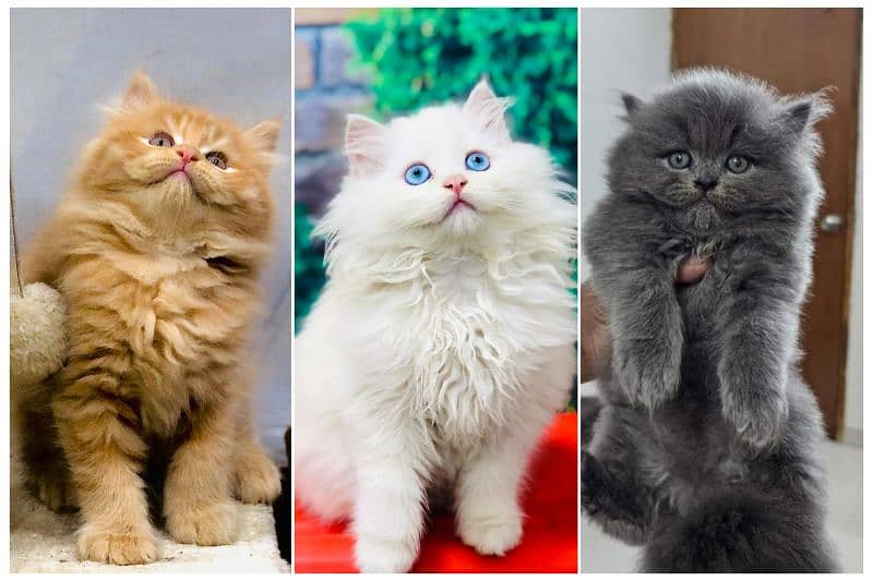 Persian Punch face triple coat cat Kitten 19