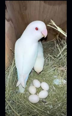 albino red eye breeder pair available for sale