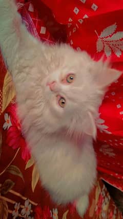 friendly kitten parchian white colour green mix eyes