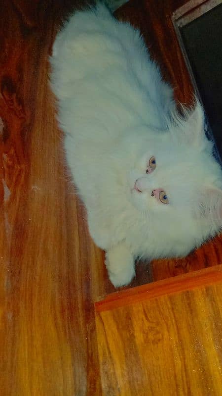 friendly kitten parchian white colour green mix eyes 1