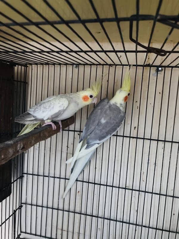 Breeder pair 1