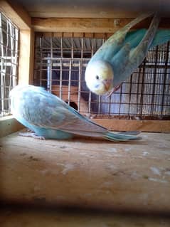 Budgies Rainbow working