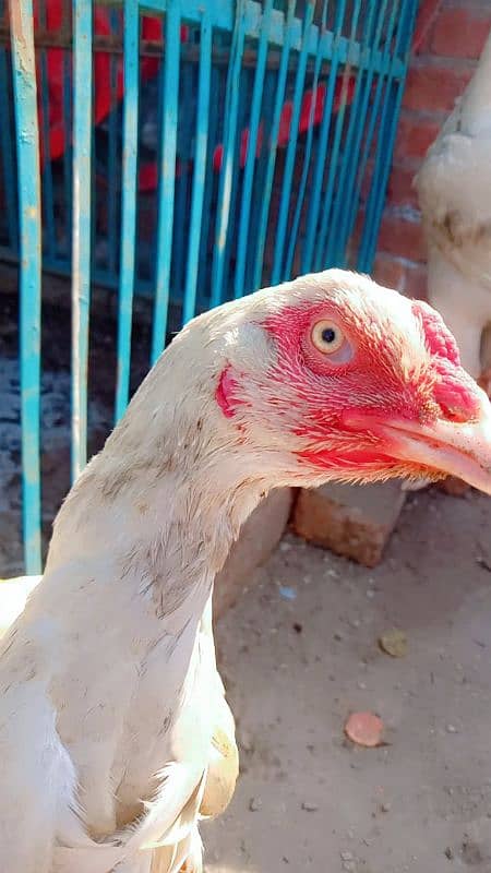 Heera male & female 2