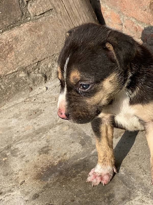 Pitbull 2 and 1 month pups 1