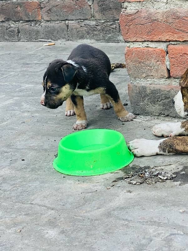 Pitbull 2 and 1 month pups 4