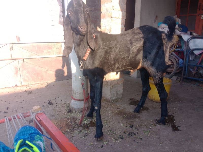 Betal Bakra and kajla sheep male and ablak print Kona Bakra for sales 2