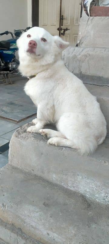 Top Quality short tail russian male available for stud service 5