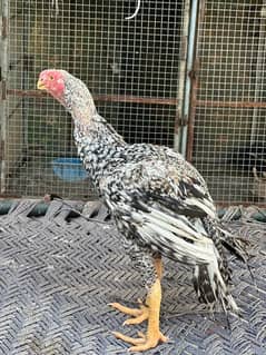 Indian Parrot beak lonk tail patha