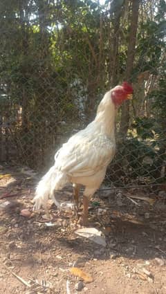 heera aseel breader male for sale 03165071633