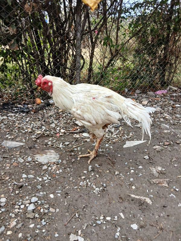 heera aseel breader male for sale 03165071633 1