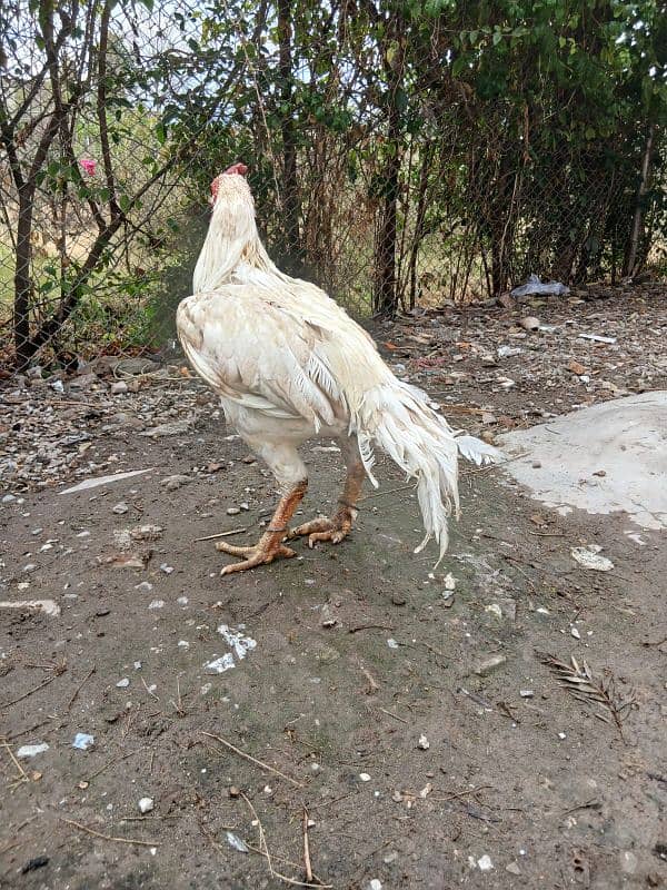 heera aseel breader male for sale 03165071633 4