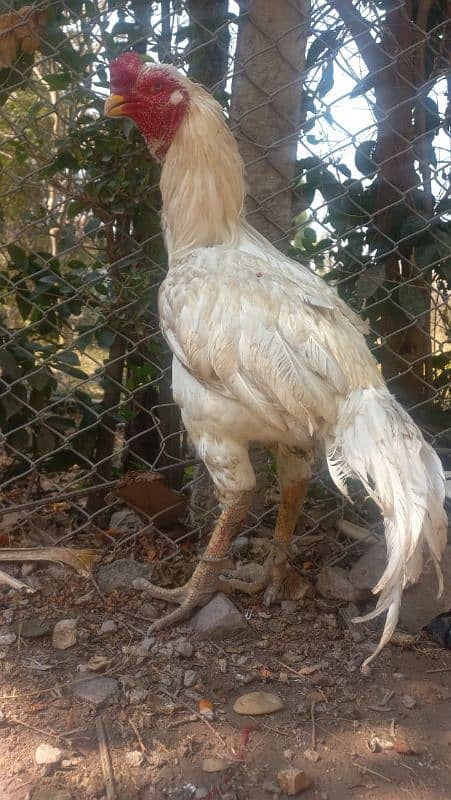 heera aseel breader male for sale 03165071633 5