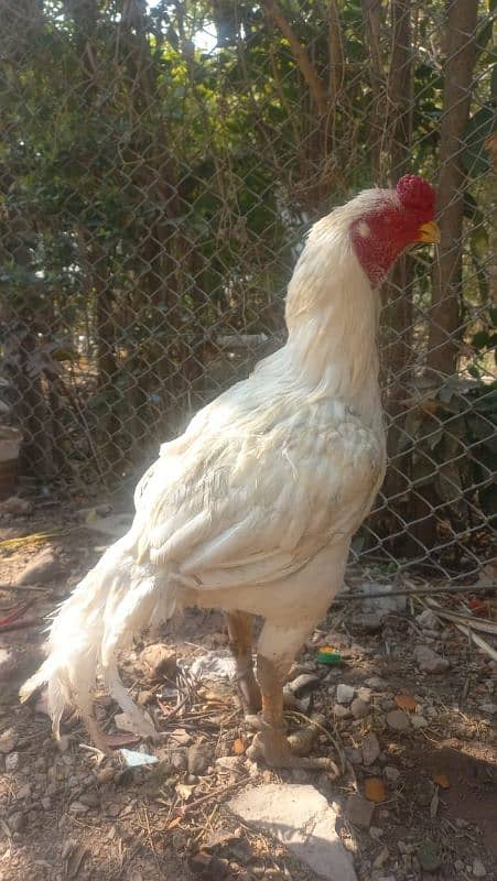 heera aseel breader male for sale 03165071633 6