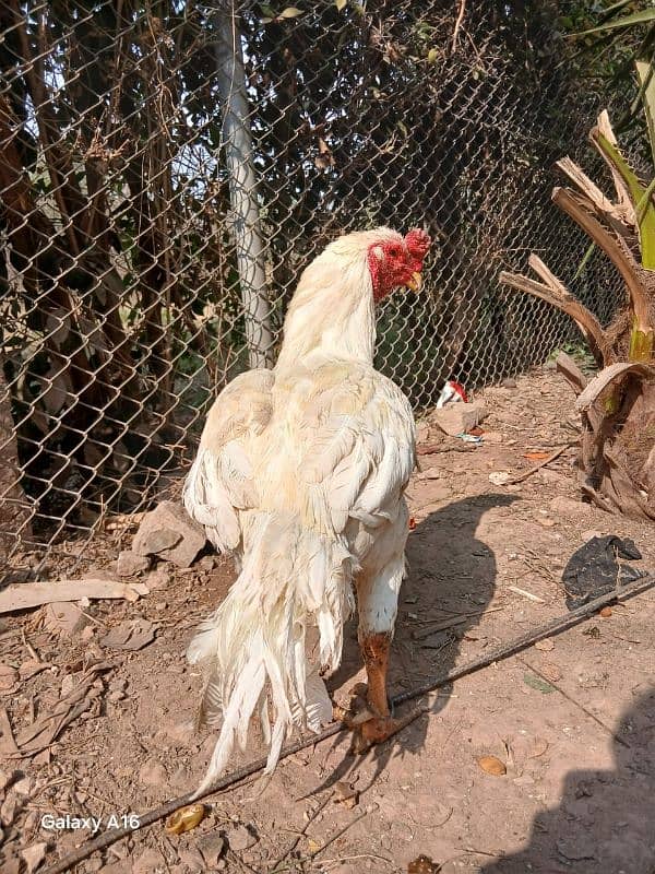 heera aseel breader male for sale 03165071633 8