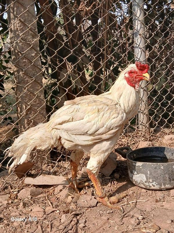 heera aseel breader male for sale 03165071633 10