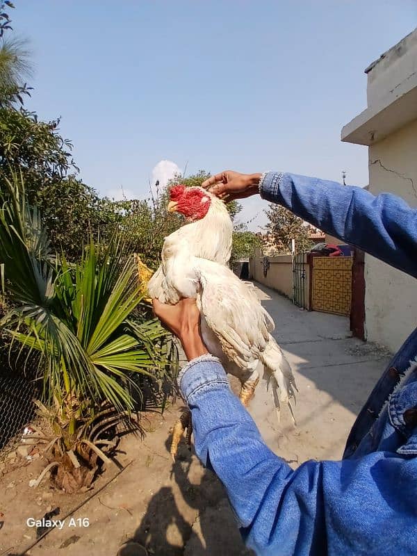 heera aseel breader male for sale 03165071633 11