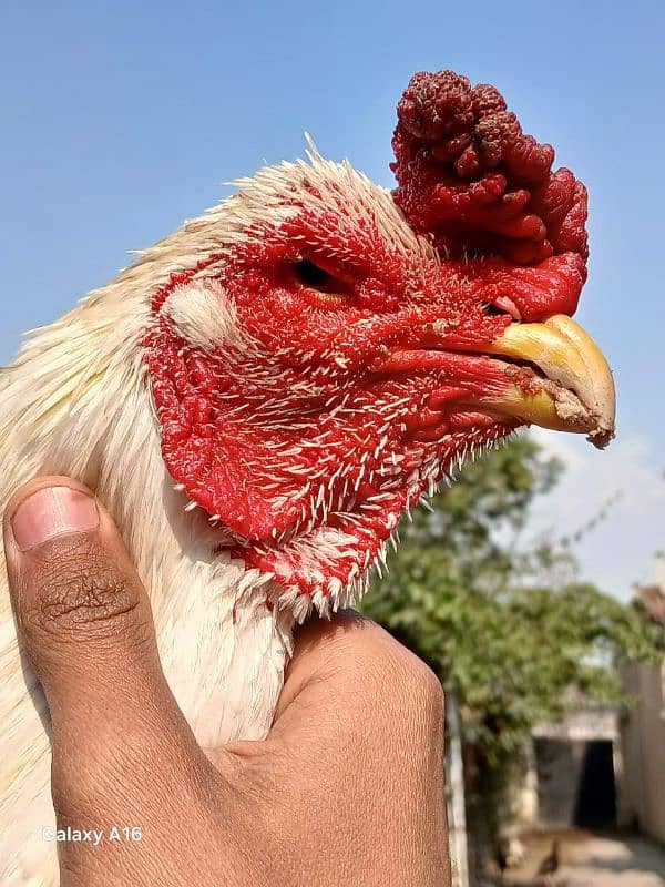 heera aseel breader male for sale 03165071633 14