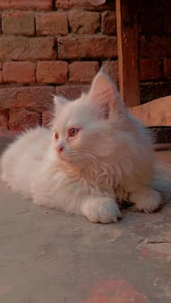 quality triple coated kitten white colour green mix eyes