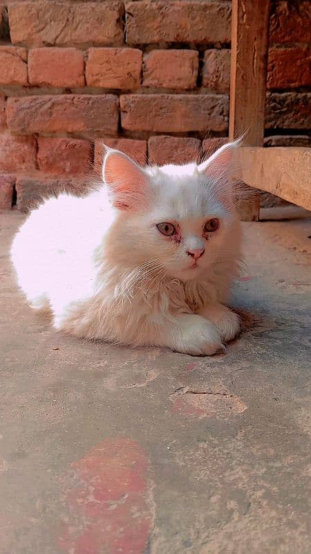 quality triple coated kitten white colour green mix eyes 2