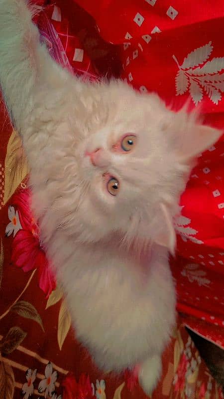 quality triple coated kitten white colour green mix eyes 3