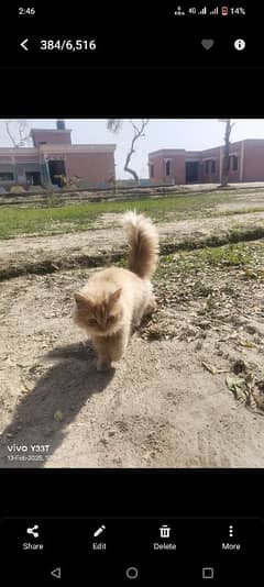 Brown Persian Cat with cat House