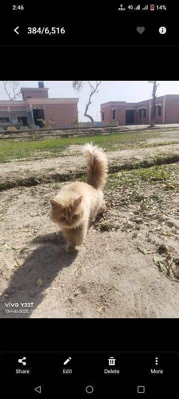 Brown Persian Cat with cat House 0