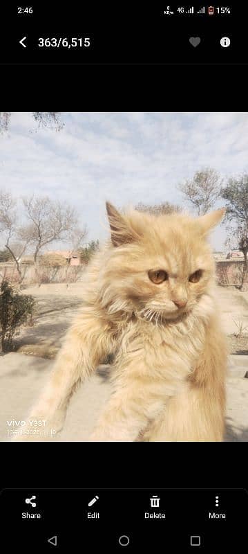 Brown Persian Cat with cat House 1