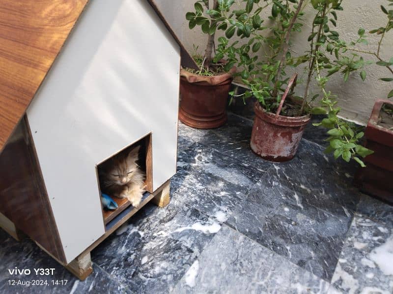 Brown Persian Cat with cat House 2