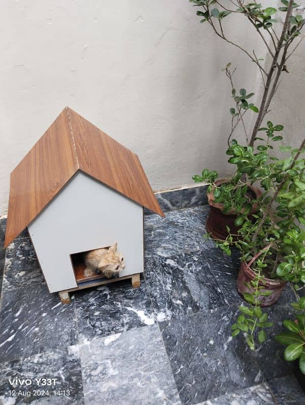 Brown Persian Cat with cat House 3