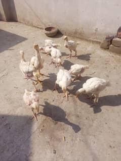 Heera Aseel chicks ( 03204661930 )