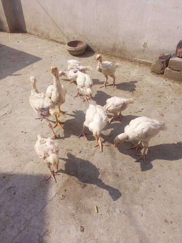 Heera Aseel chicks ( 03204661930 ) 0