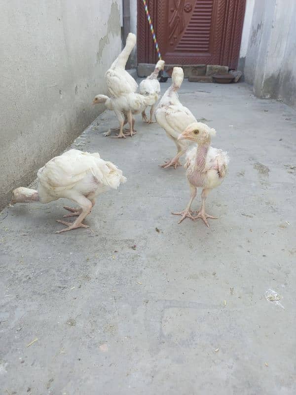 Heera Aseel chicks ( 03204661930 ) 3