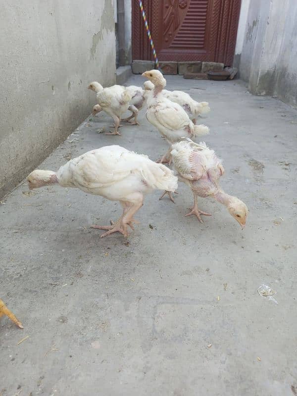 Heera Aseel chicks ( 03204661930 ) 5